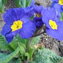 Primula elatior 'Crescendo bleu'